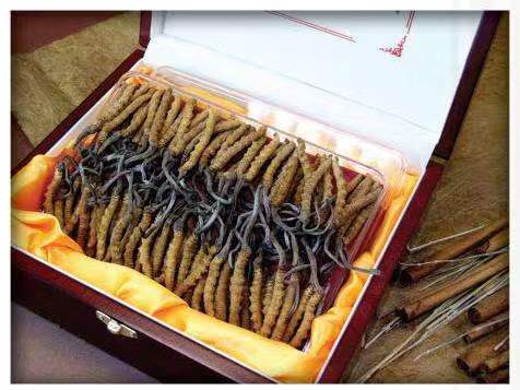 来安冬虫夏草回收